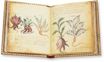 Theriaka und Alexipharmaka von Nikandros  – M. Moleiro Editor – Supplément grec 247 – Bibliothèque nationale de France (Paris, Frankreich)