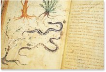 Theriaka und Alexipharmaka von Nikandros  – M. Moleiro Editor – Supplément grec 247 – Bibliothèque nationale de France (Paris, Frankreich)