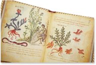 Theriaka und Alexipharmaka von Nikandros  – M. Moleiro Editor – Supplément grec 247 – Bibliothèque nationale de France (Paris, Frankreich)