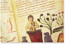 Theriaka und Alexipharmaka von Nikandros  – M. Moleiro Editor – Supplément grec 247 – Bibliothèque nationale de France (Paris, Frankreich)