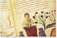 Theriaka und Alexipharmaka von Nikandros  – M. Moleiro Editor – Supplément grec 247 – Bibliothèque nationale de France (Paris, Frankreich)