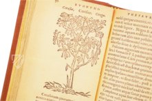 Thesaurus de Remediis Secretis – Circulo Cientifico – 11-VI-28 – Real Biblioteca del Monasterio de San Lorenzo de El Escorial (San Lorenzo de El Escorial, Spanien) Thesaurus de Remediis Secretis – Circulo Cientifico – 11-VI-28 – Real Biblioteca del Monasterio de San Lorenzo de El Escorial (San Lorenzo de El Escorial, Spanien)