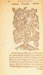Thesaurus de Remediis Secretis – Circulo Cientifico – 11-VI-28 – Real Biblioteca del Monasterio de San Lorenzo de El Escorial (San Lorenzo de El Escorial, Spanien) Thesaurus de Remediis Secretis – Circulo Cientifico – 11-VI-28 – Real Biblioteca del Monasterio de San Lorenzo de El Escorial (San Lorenzo de El Escorial, Spanien)
