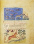 Traktat der Jagd und Fischerei – Patrimonio Ediciones – Cod. Gr. Z. 479 (=881) – Biblioteca Nazionale Marciana (Venedig, Italien)