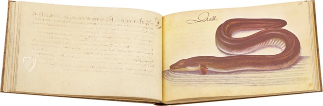 Vogel-, Fisch- und Thierbuch 1666 – 2° Ms. phys. et hist. nat. 3  – Universitätsbibliothek Kassel (Kassel, Deutschland) Faksimile