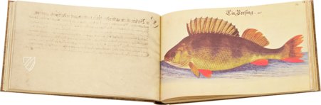 Vogel-, Fisch- und Thierbuch 1666 – 2° Ms. phys. et hist. nat. 3  – Universitätsbibliothek Kassel (Kassel, Deutschland) Faksimile