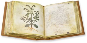 Wiener Dioskurides – Edilan – Cod. Vindob. Med. gr. 1 – Österreichische Nationalbibliothek (Wien, Österreich) Faksimile