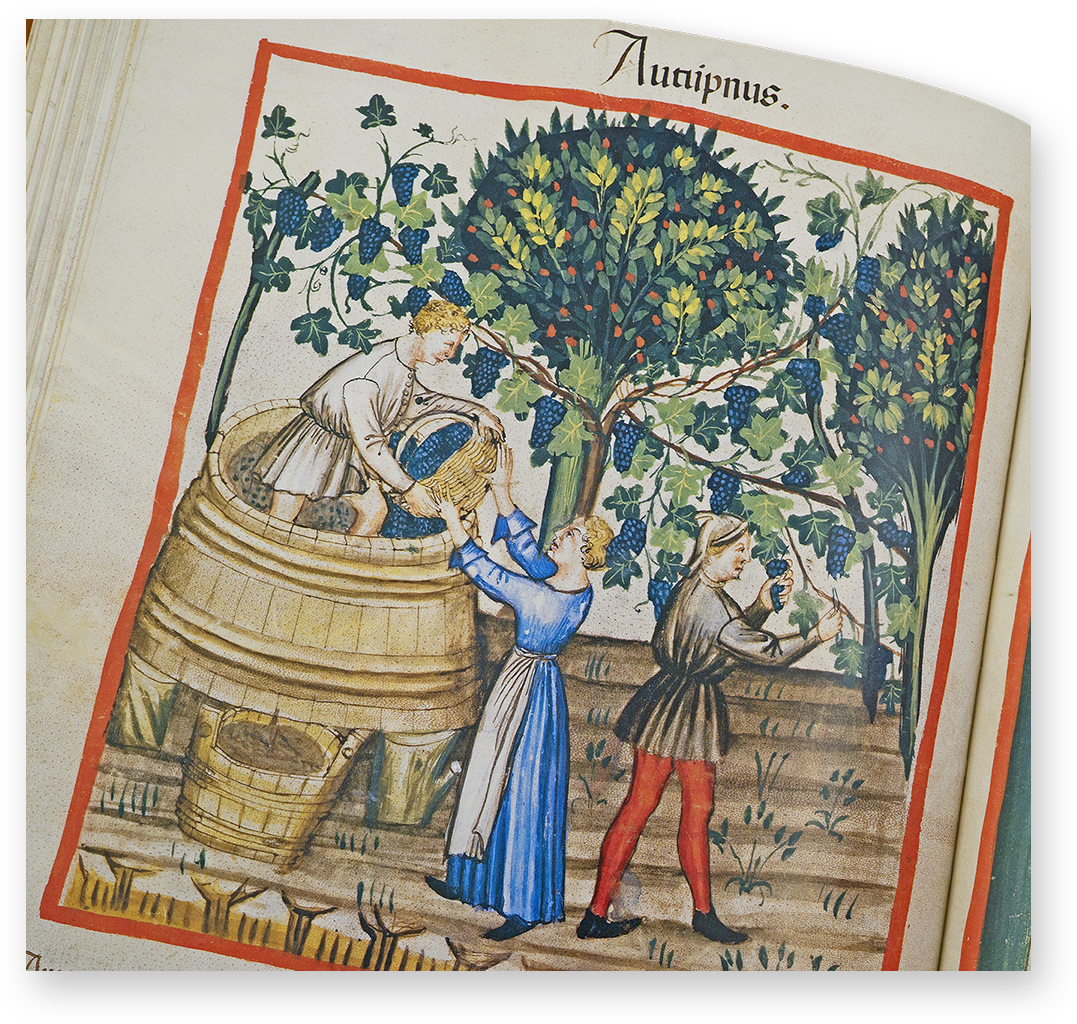 Herbst (autumpnus) im Tacuinum Sanitatis in Medicina