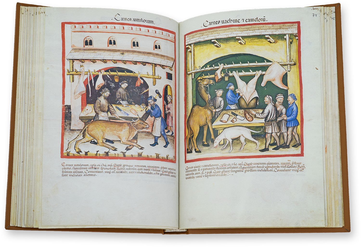 Kalbfleisch (carnes vitulorum) und Fleisch von Kühen und Kamelen (carnes vachine et camelorum) im Tacuinum Sanitatis in Medicina