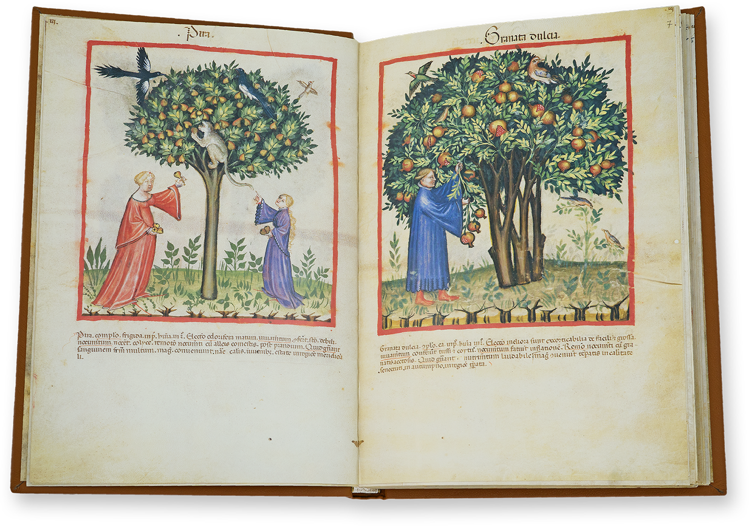 Birnen (pira) und süße Granatäpfel (granata dulcia) im Tacuinum Sanitatis in Medicina
