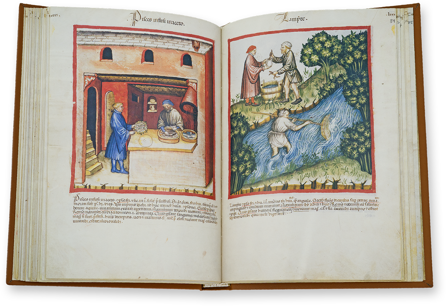 In Essig eingelegte Fische (pisces infusi in aceto) und Neunaugen (lamprete) im Tacuinum Sanitatis in Medicina