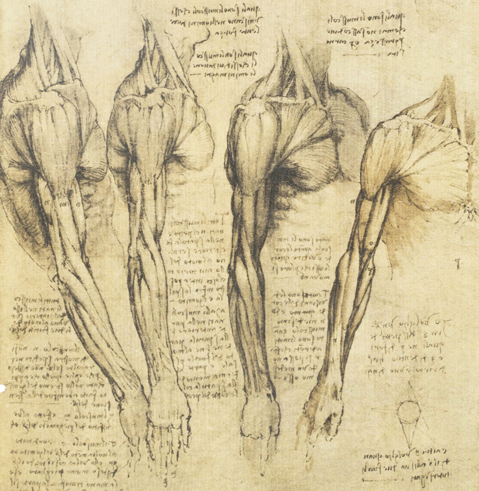 Leonardo da Vinci - Anatomische Studien